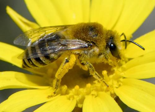 Colletes sp.